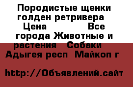 Породистые щенки голден ретривера › Цена ­ 25 000 - Все города Животные и растения » Собаки   . Адыгея респ.,Майкоп г.